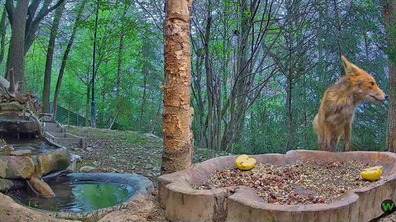 Unsuccessful crow hunt 🦅 🦊