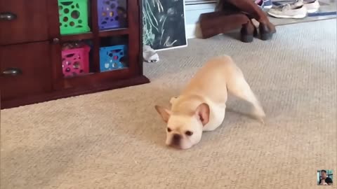 Funniest animals will make you rethink having a pet!