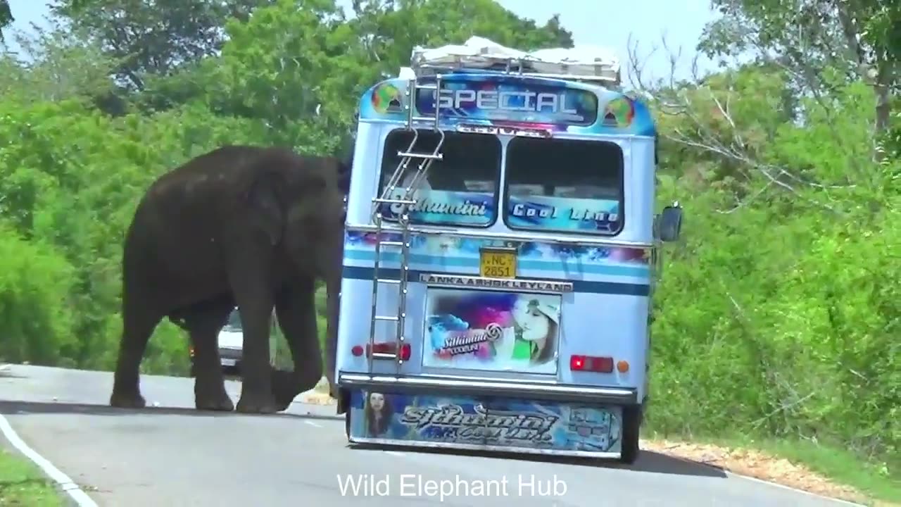 WILD LIFE
