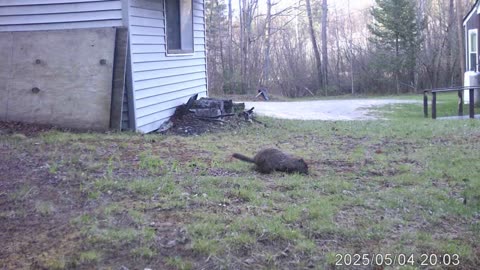 Our neighbor has been having wild animals chewing his porch, so we set up trail cams