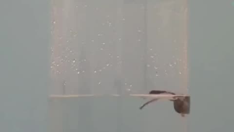 Live like a Rat
