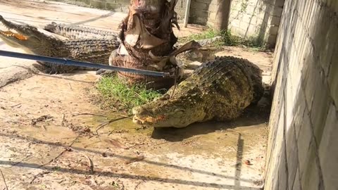Five hundred kilograms of Nile crocodile so close, are you afraid？