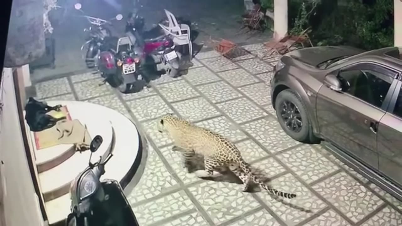 Tiger Attacks