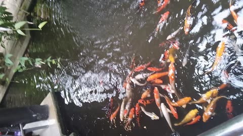 Fish on water