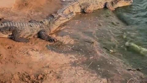 Crocodiles are afraid of shovels.