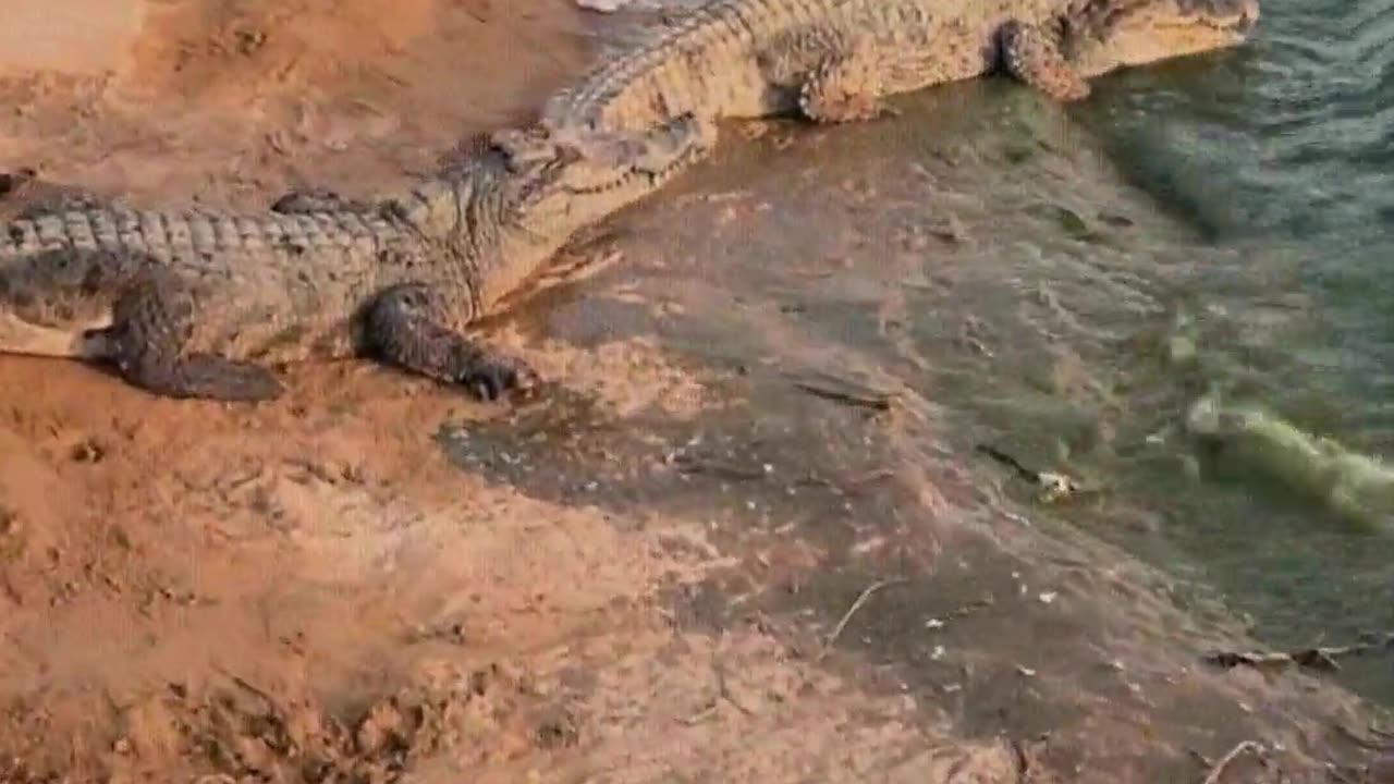 Crocodiles are afraid of shovels.