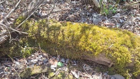 Skunk cabbage and some moss. The intelligent code that creates nature.