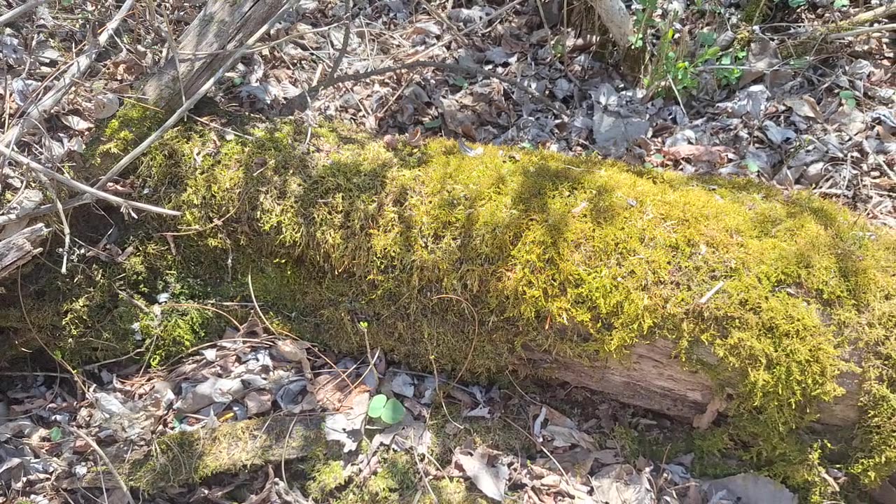 Skunk cabbage and some moss. The intelligent code that creates nature.