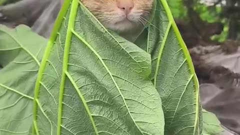 Cats funny moments