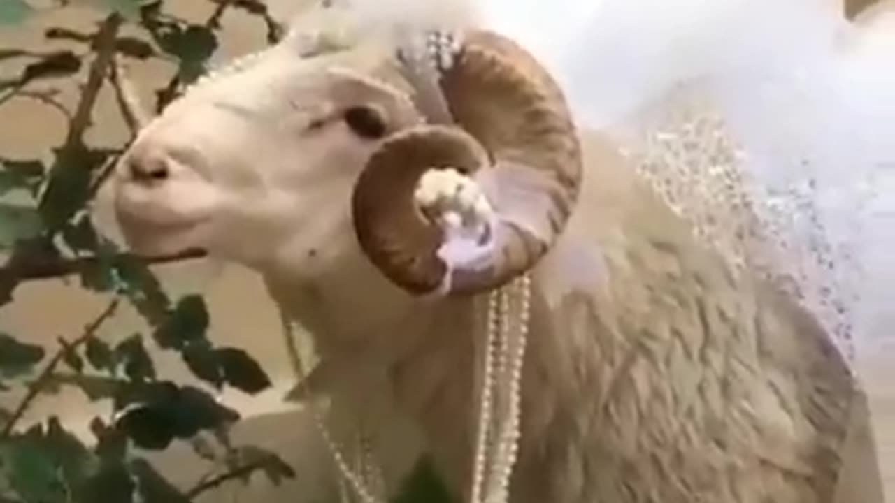 Bakra Eid Parlour