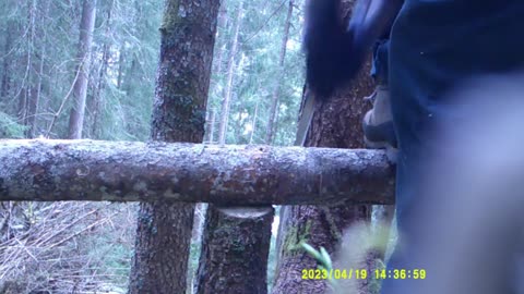 ANCORA MOLTISSIMA LEGNA DAL BOSCO (19 APRILE 2023) [VII° PARTE]