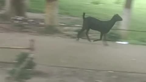 See Extra Goat