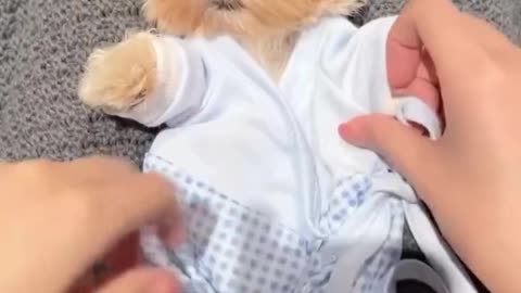 Funny Dog Compilation - Laugh Out Loud! 🐶😂 | Compilație Amuzantă cu Câini - Râzi cu Lacrimi!