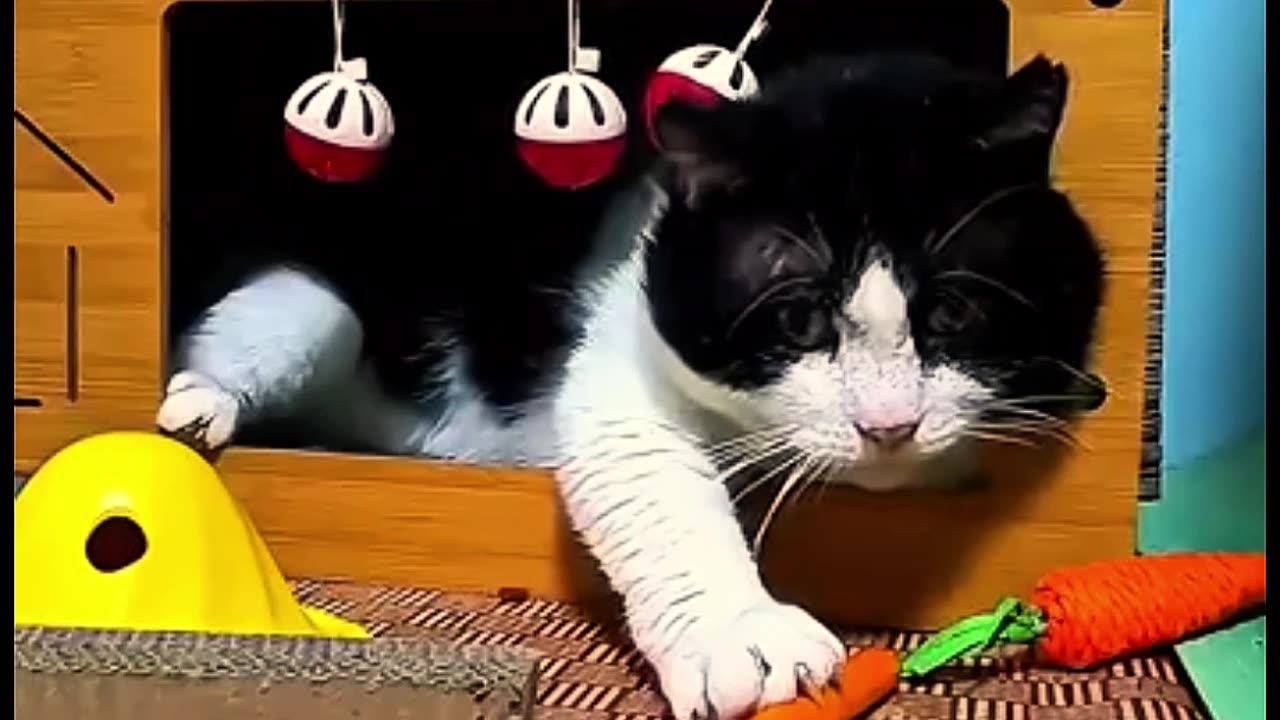 They took the cat home