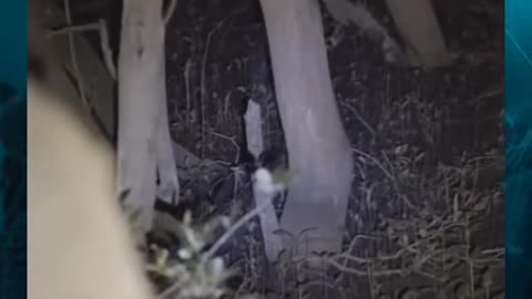 😱🌲 You Came to the Forest to Camp, But Something Was Watching | TheHauntingHour