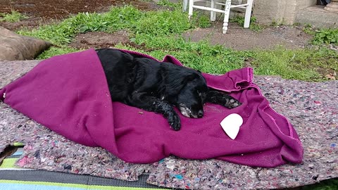 Dead dog that l9cals wanted to eat alive