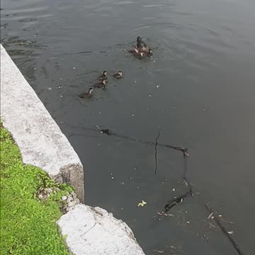 Mother and ducklings
