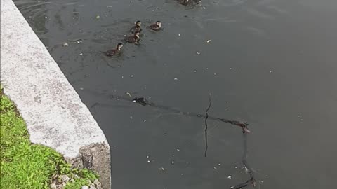 Mother and ducklings