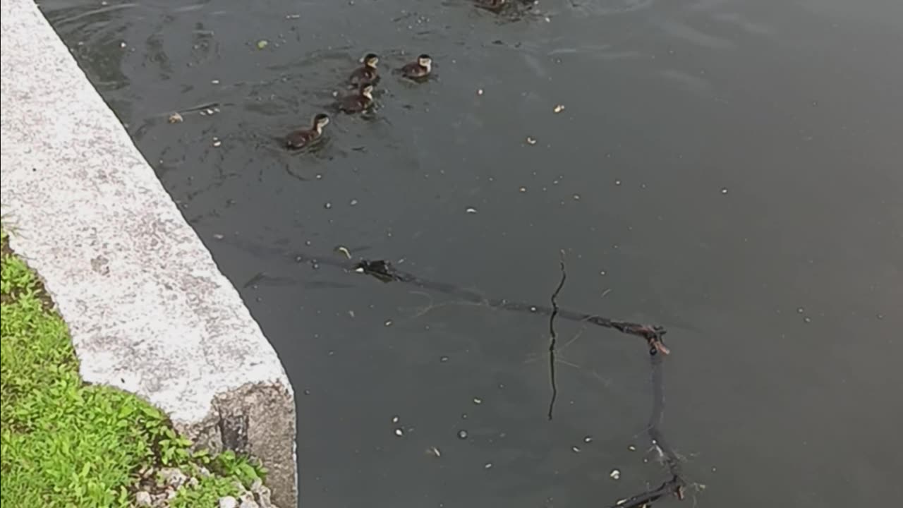 Mother and ducklings