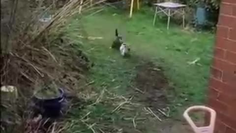Funny Animal Videos
