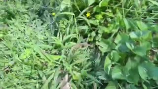 Plant Disease from Chemtrails