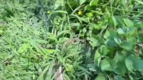 Plant Disease from Chemtrails