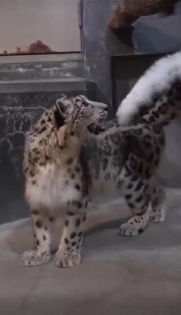 Arctic cats and their long tails