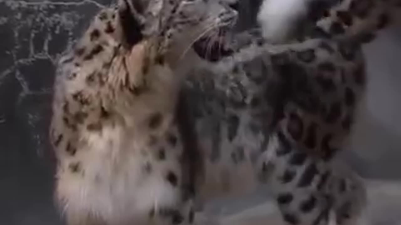 Arctic cats and their long tails