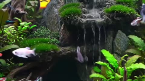 Aquascape Live: Nature’s Harmony in Glass