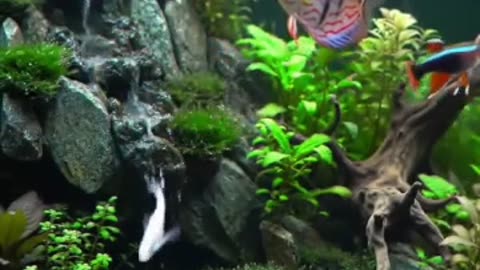 Aquascape Live: Nature’s Harmony in Glass