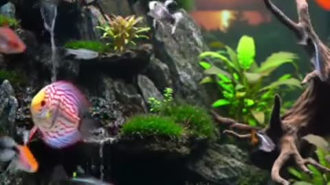 Aquascape Live: Nature’s Harmony in Glass