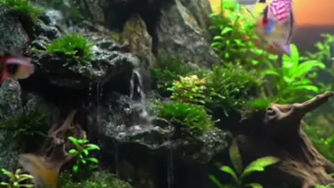 Aquascape Live: Nature’s Harmony in Glass