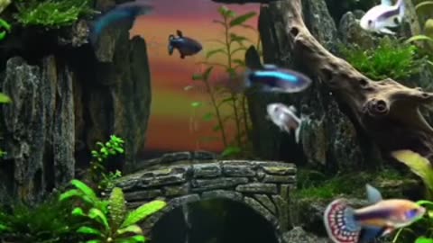 Aquascape Live: Nature’s Harmony in Glass