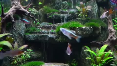 Aquascape Live: Nature’s Harmony in Glass