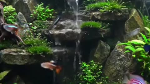 Aquascape Live: Nature’s Harmony in Glass