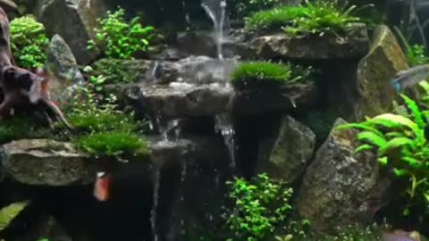 Aquascape Live: Nature’s Harmony in Glass