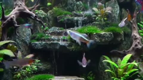 Aquascape Live: Nature’s Harmony in Glass