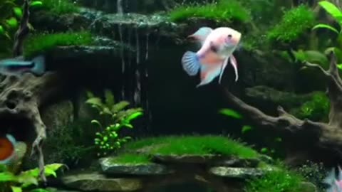 Aquascape Live: Nature’s Harmony in Glass