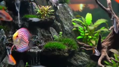 Aquascape Live: Nature’s Harmony in Glass