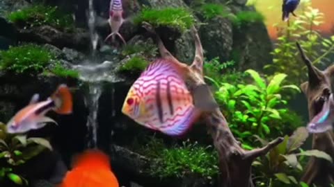 Aquascape Live: Nature’s Harmony in Glass