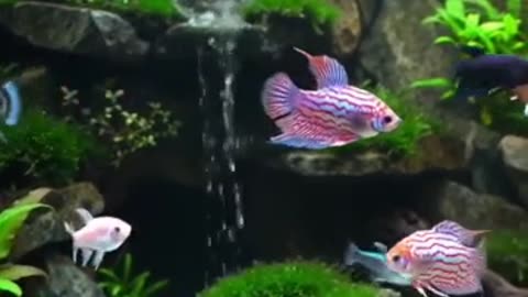 Aquascape Live: Nature’s Harmony in Glass