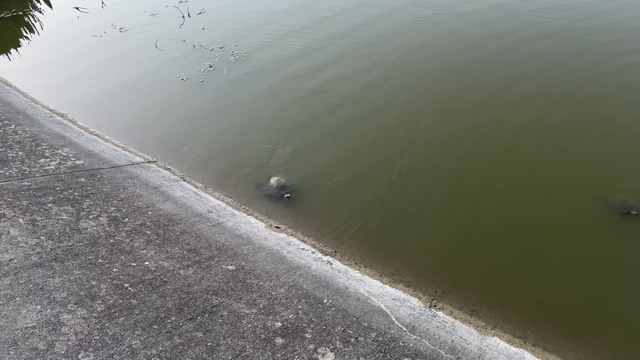 How many Turtles? Our Family meets Turtle Family