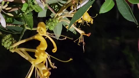 Nocturnal Species Evidence Raid bears fruit New Species Discovered!