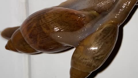 Big Snails