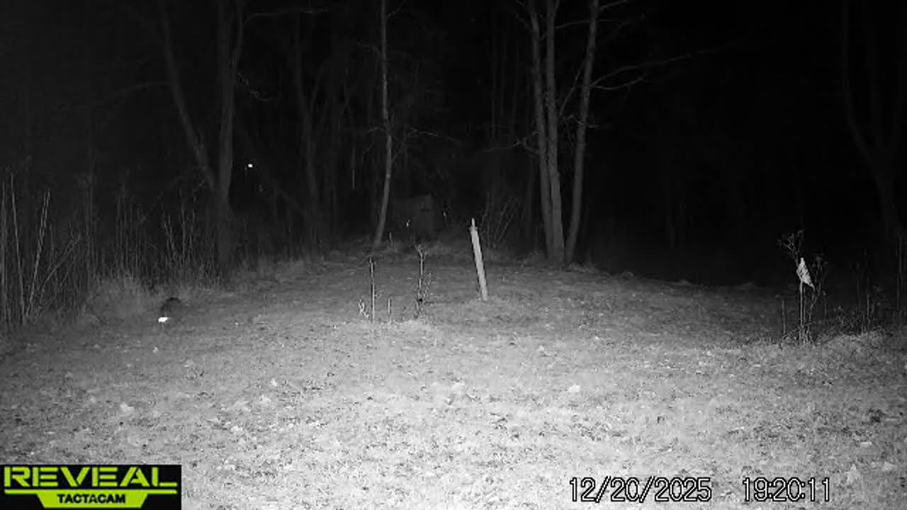 Pinched coon for FeatherHunter2