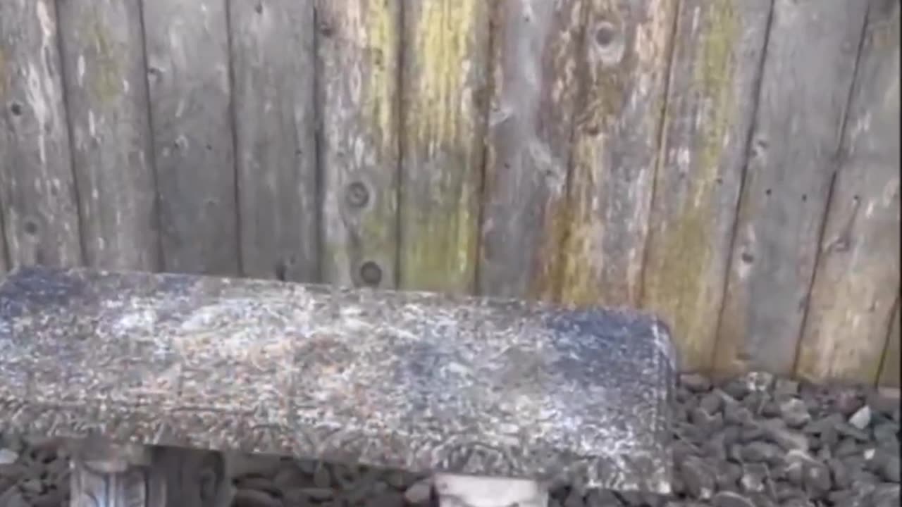 Funny Cats & Kittens | Adorable Moments to Brighten Your Day 😻✨