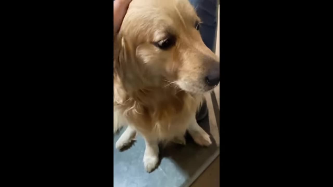 hilarious cats and dogs 2025 ep.21