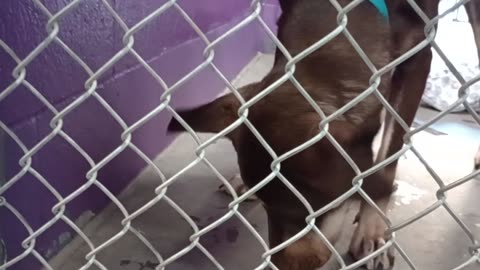 Jax 1y Pet Id 946904 kennel 26 HSSAZ shelter great role model, doggie neighbor's barks@me20250822446