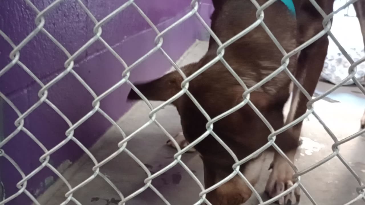 Jax 1y Pet Id 946904 kennel 26 HSSAZ shelter great role model, doggie neighbor's barks@me20250822446