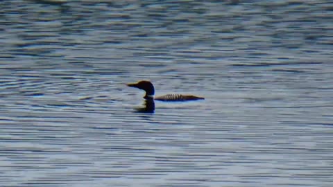 Loon